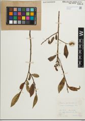 Foto von Salix pentandra L.